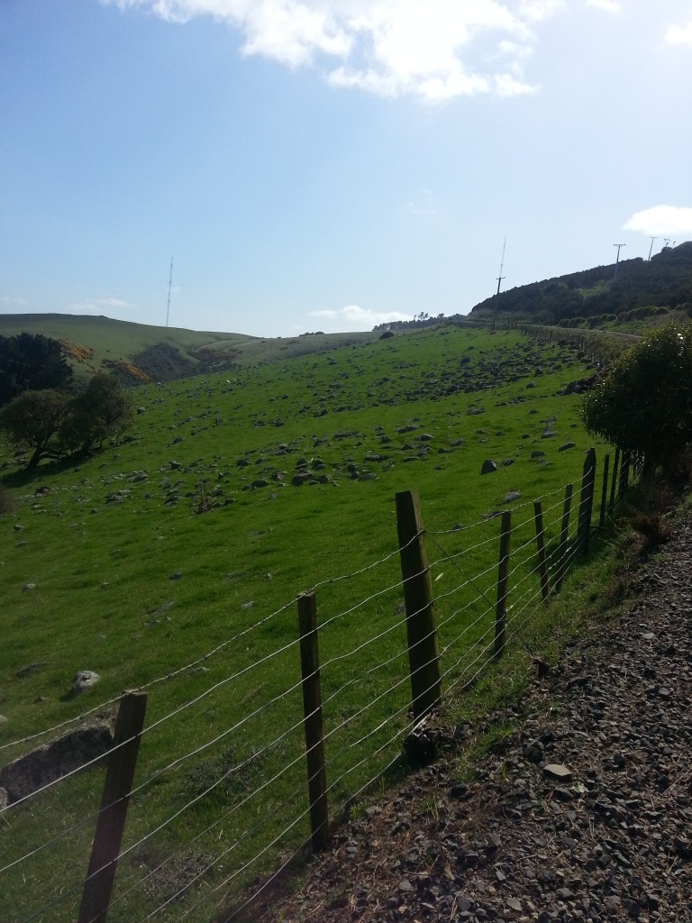 Rocky paddock on Karetai Rd