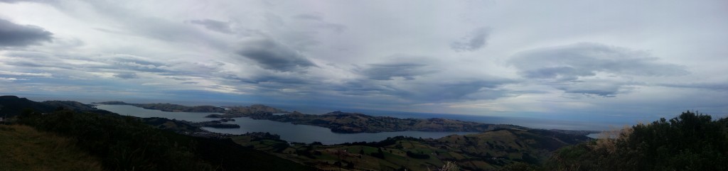 The harbour from Mount Cargill