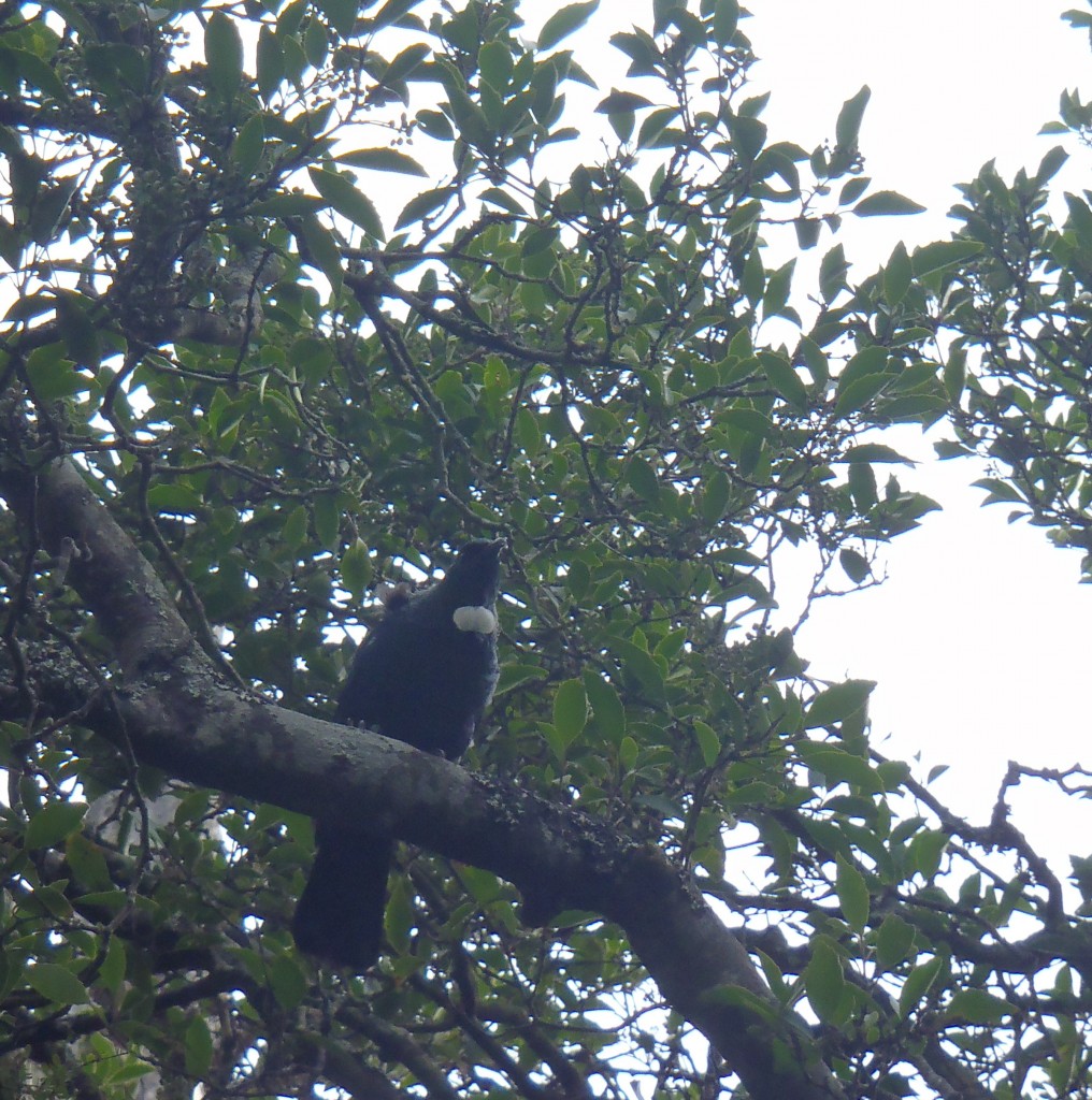 Tui in tree