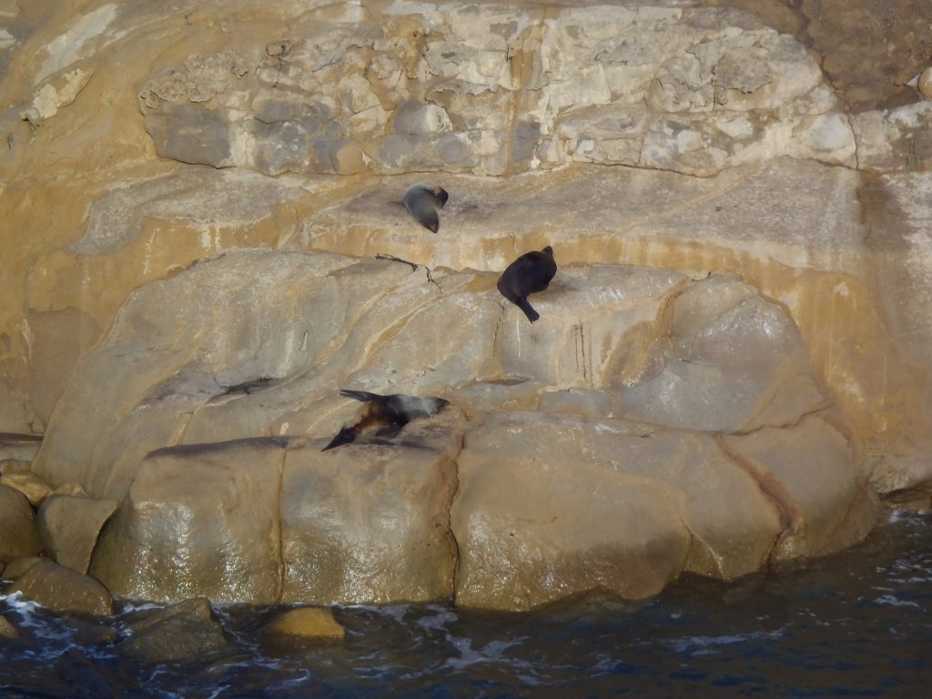 As long as they can nap, the seals don't care