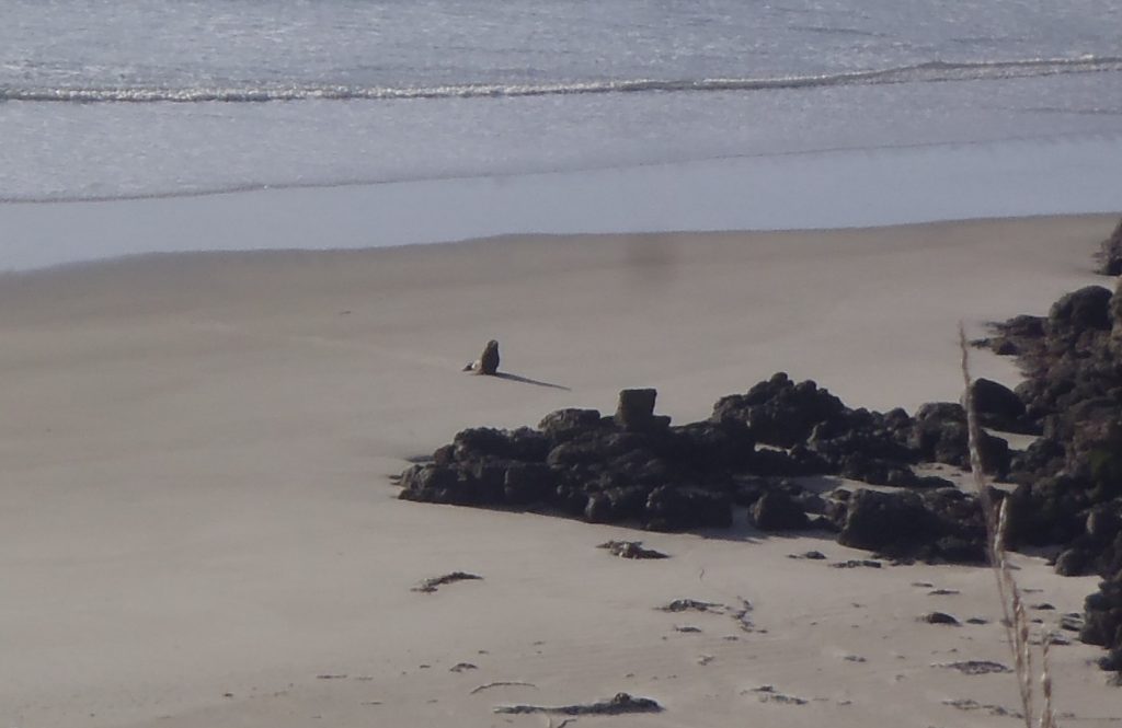 Seal on the beach