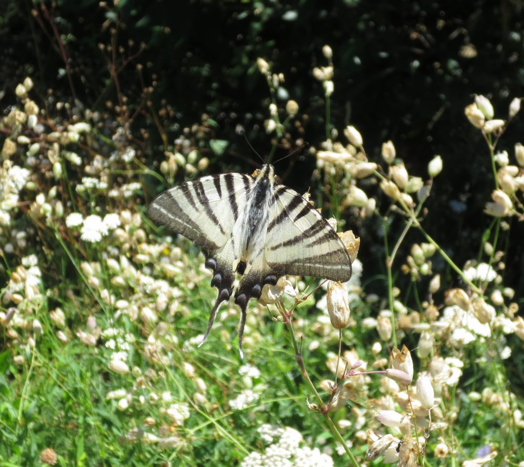 White swallowtail