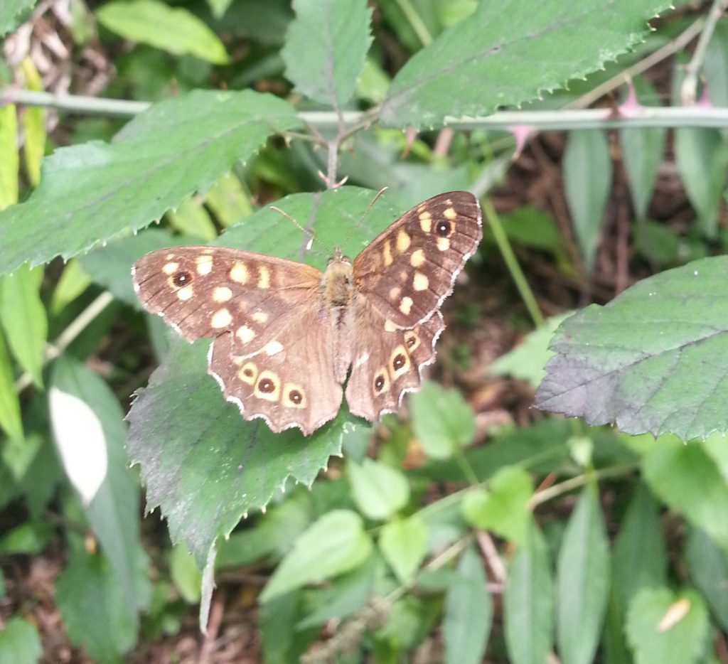 Pararge aegeria or the speckled wood butterfly