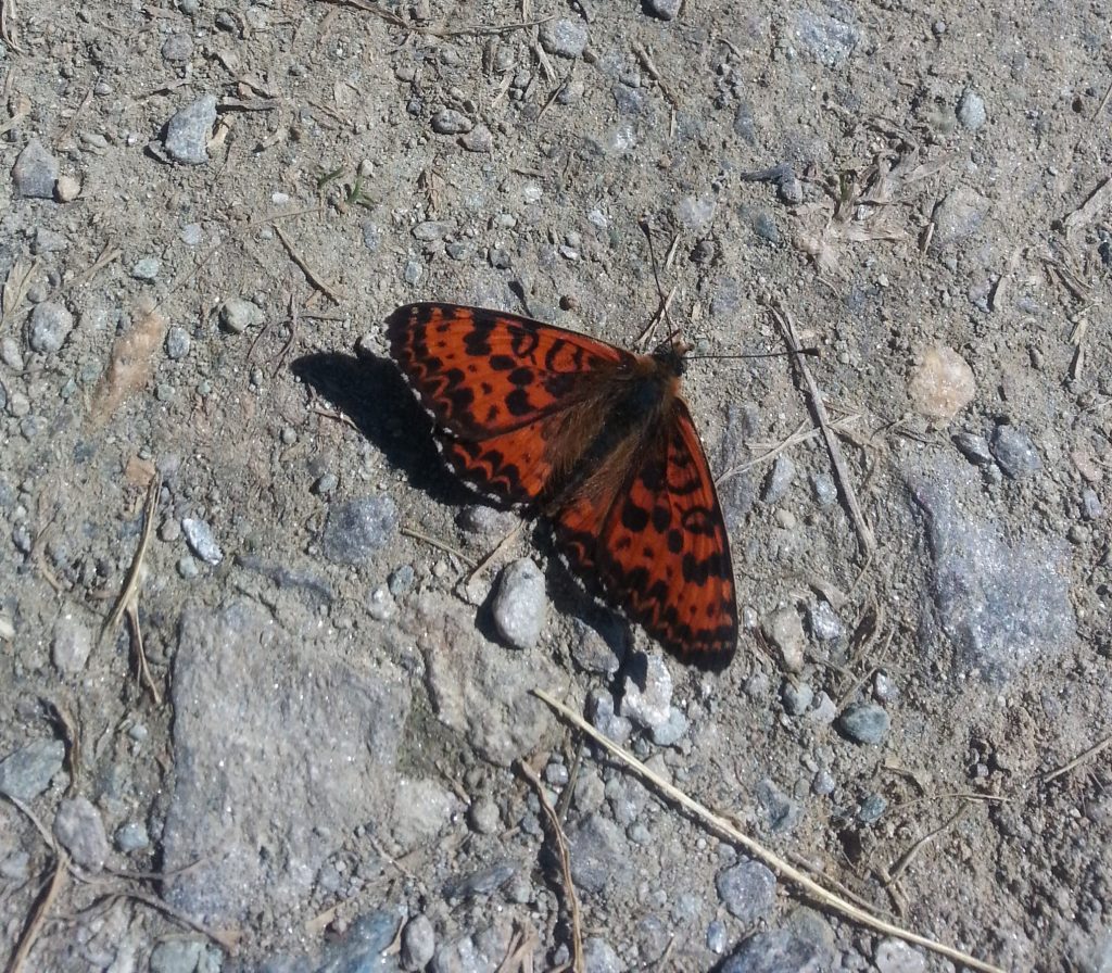 The Queen of Spain Fritillary - such a big title for such a little insect!