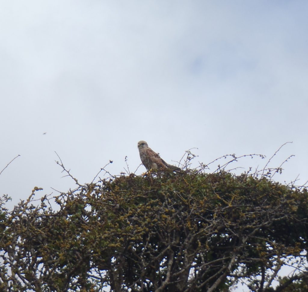 Peregrine falcon