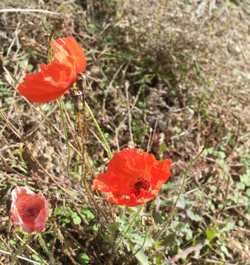 In Kentish fields where the poppies grow