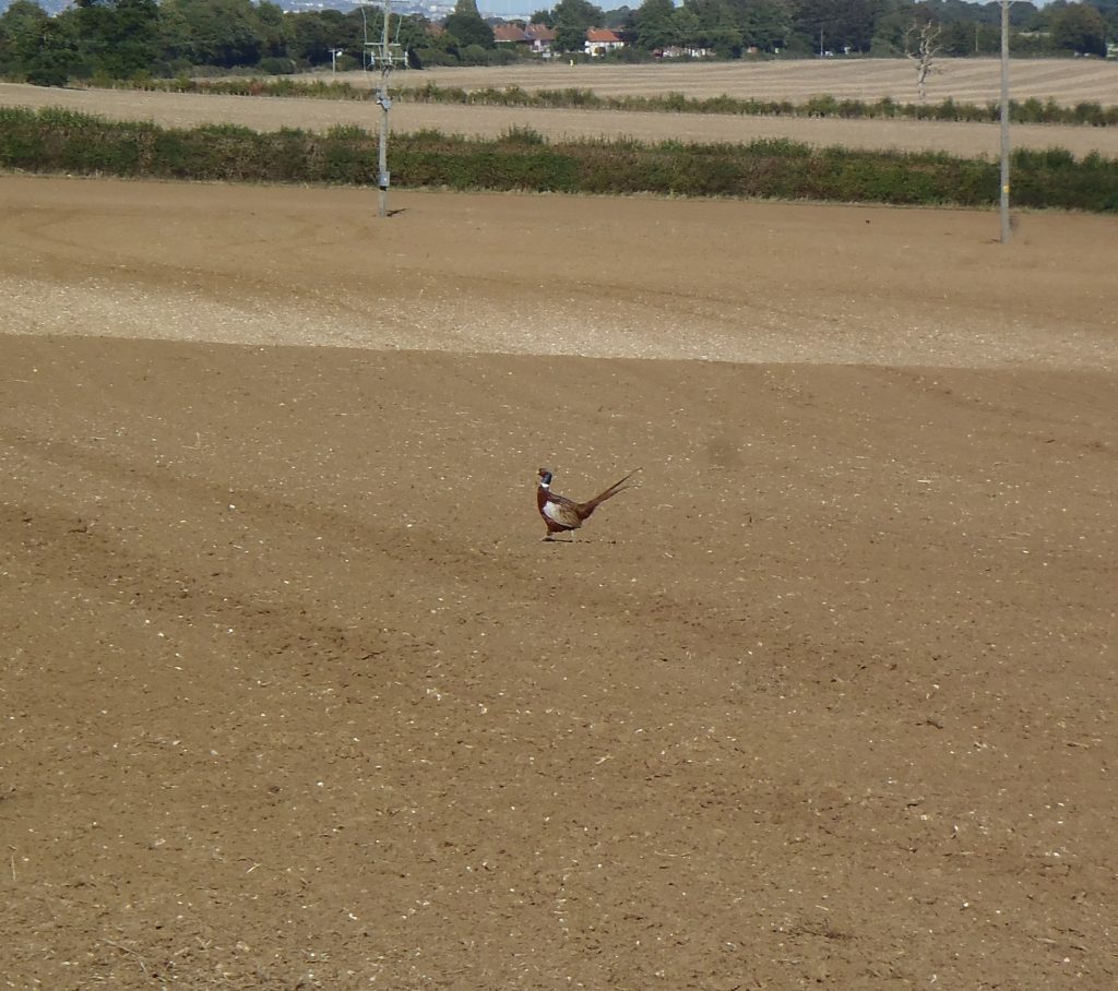 Pheasant strutting