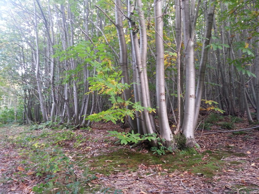 Coppiced woodland