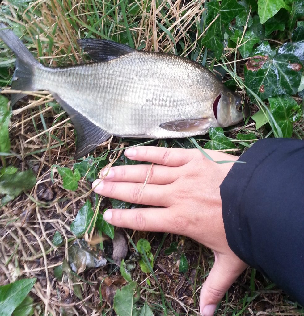 Fisherman's delight after catching 3ft common carp in Hythe's Royal  Military Canal