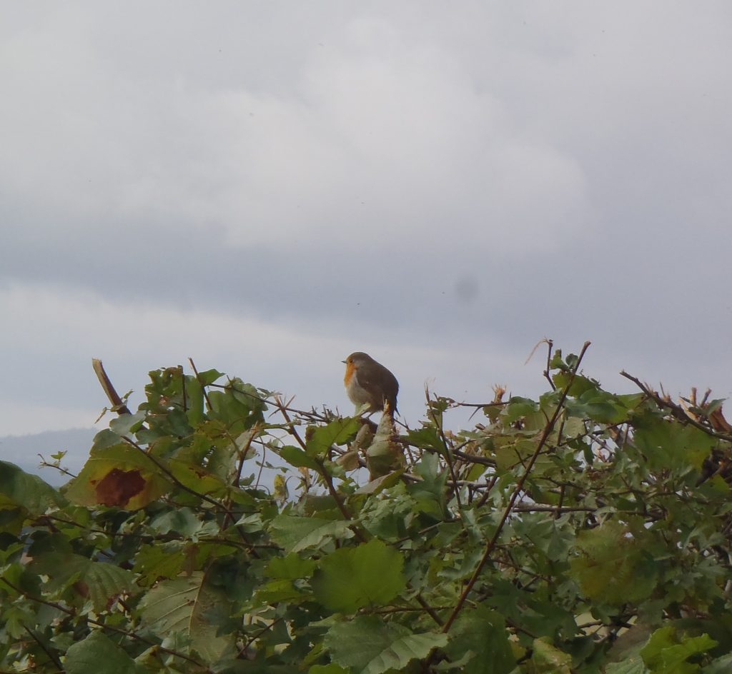 Robin redbreast