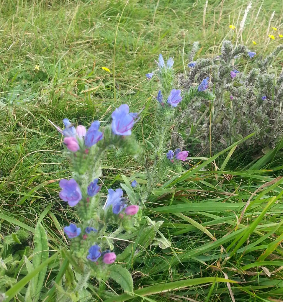 Viper's bugloss