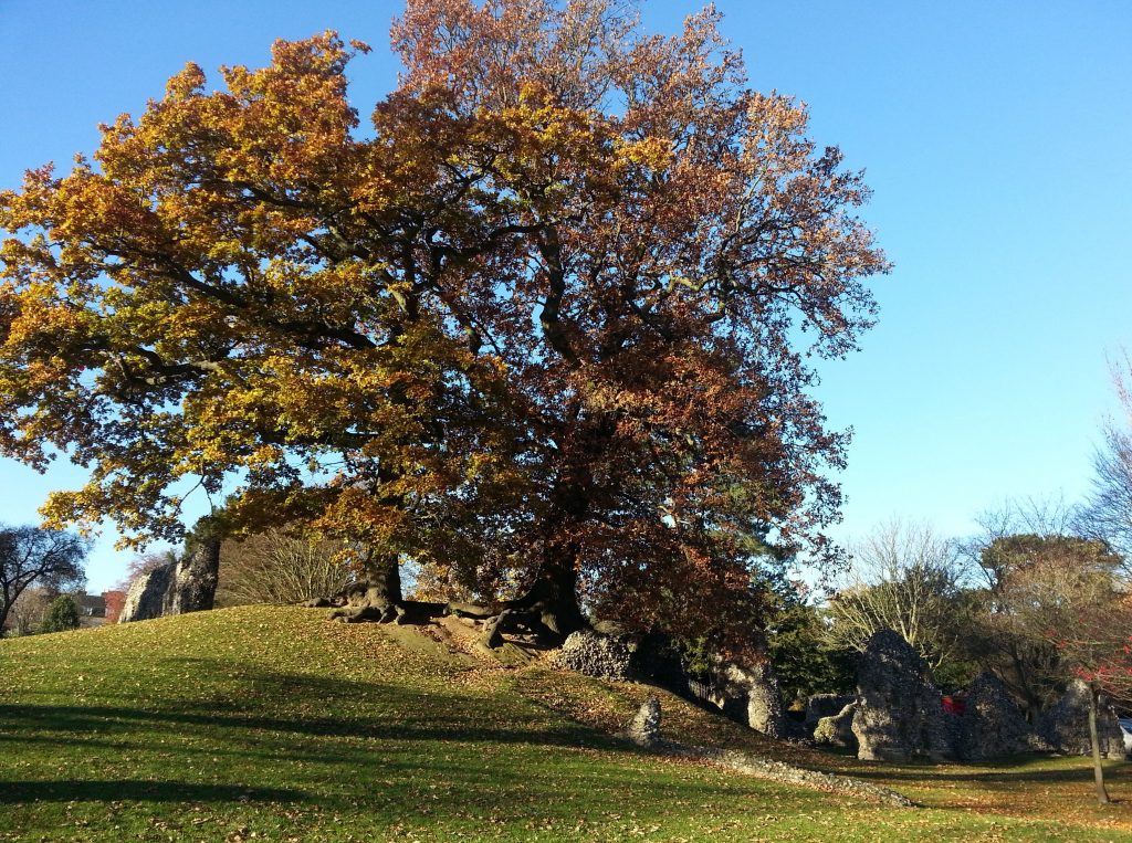 Ruin with tree