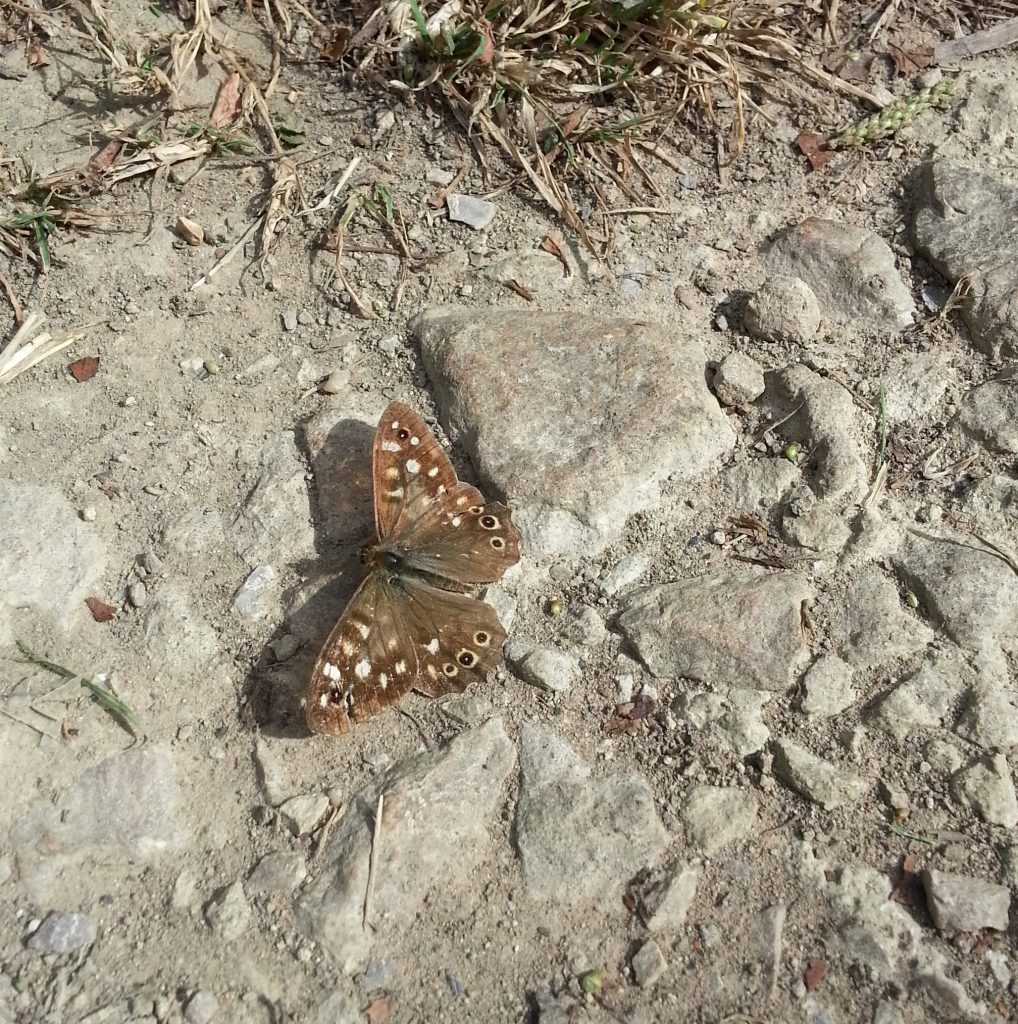 The speckled wood butterfly