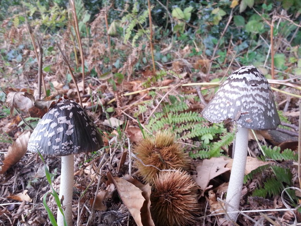 Coprinopsis picacea or Magpie Inkcap