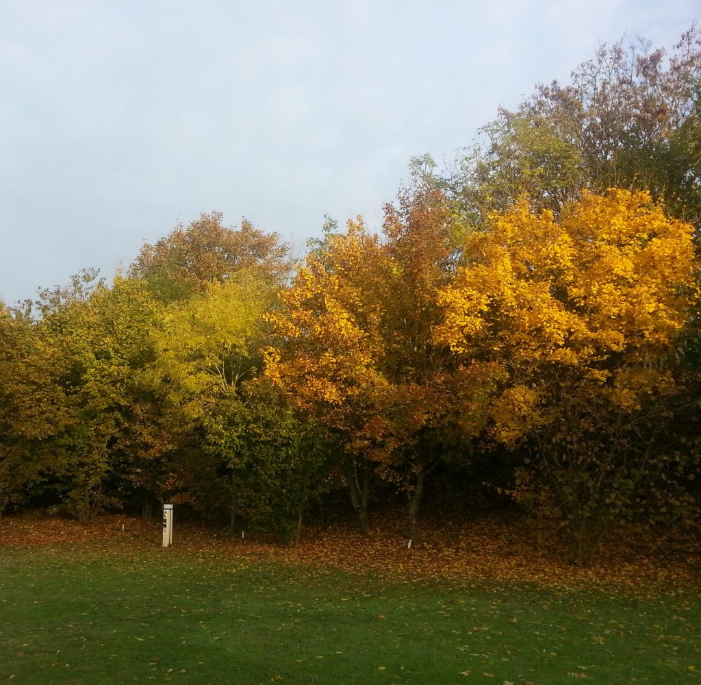 Autumn colour