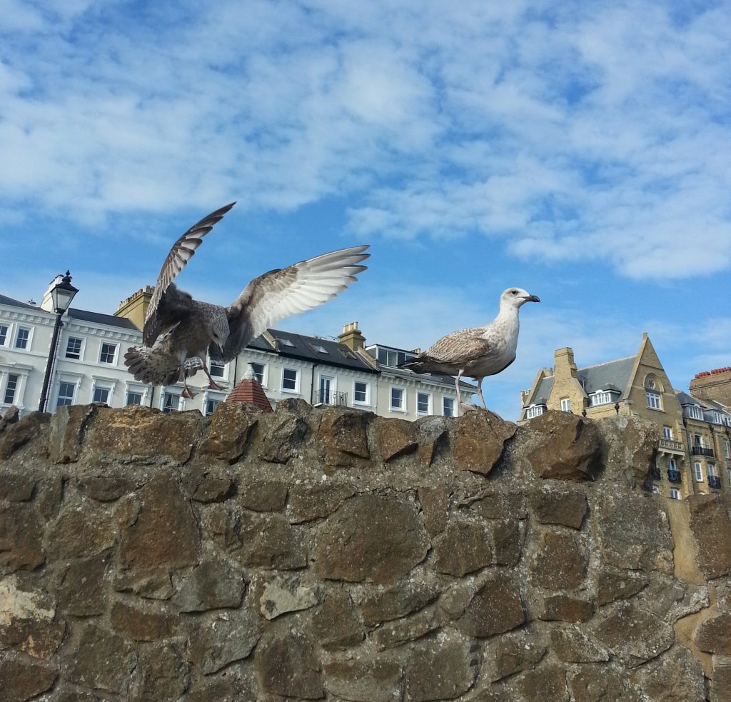 Gulls at Ramsgate