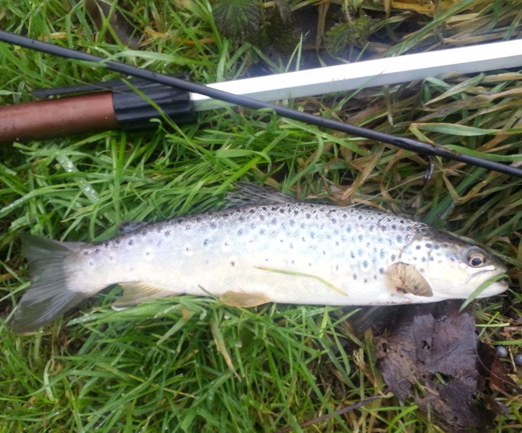 Trout from River Avon