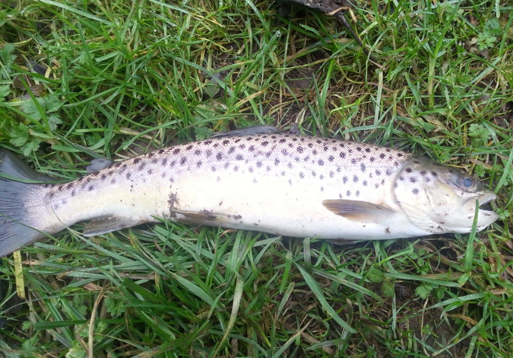 Second trout