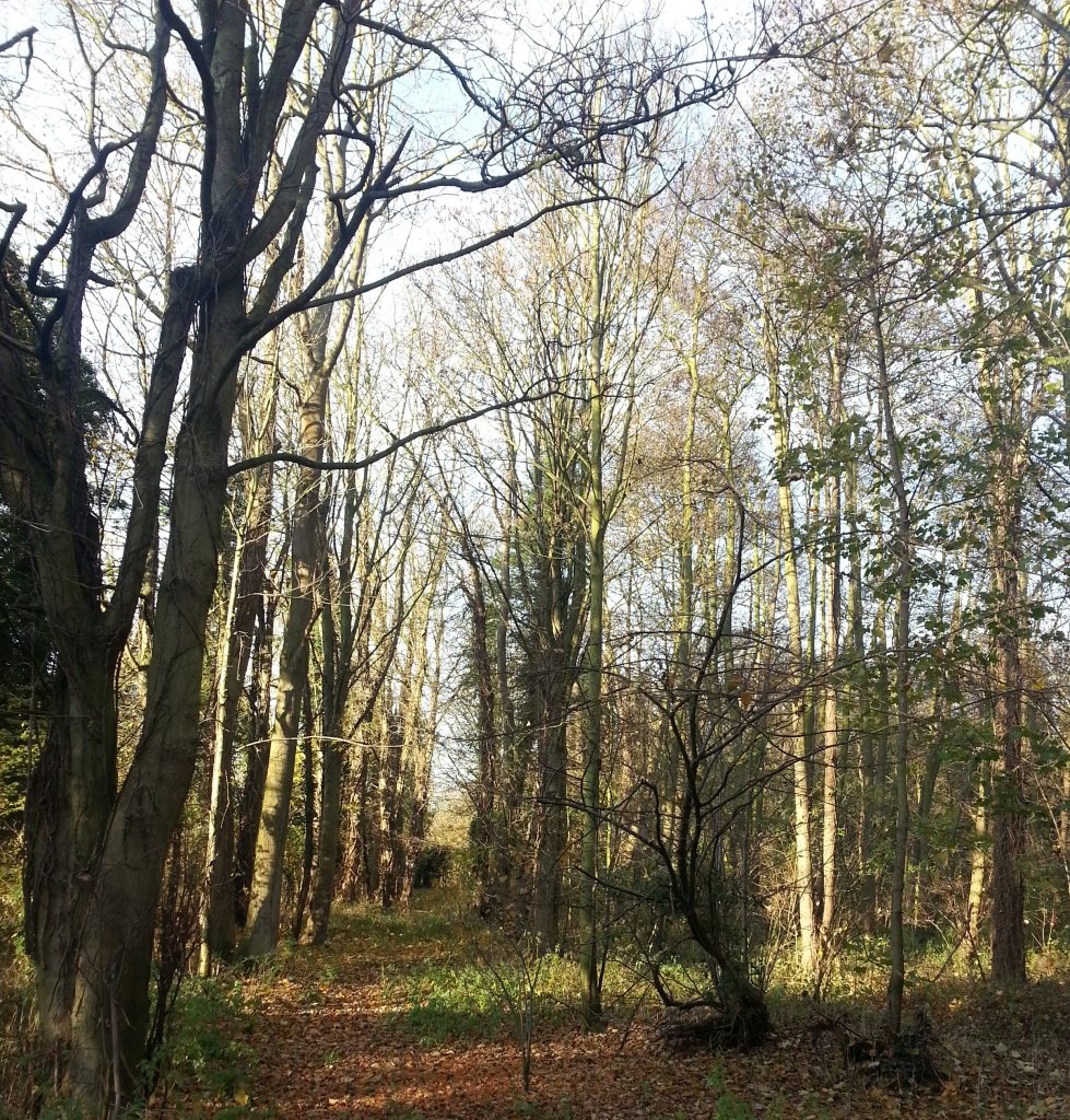 Wood in Fornham Park