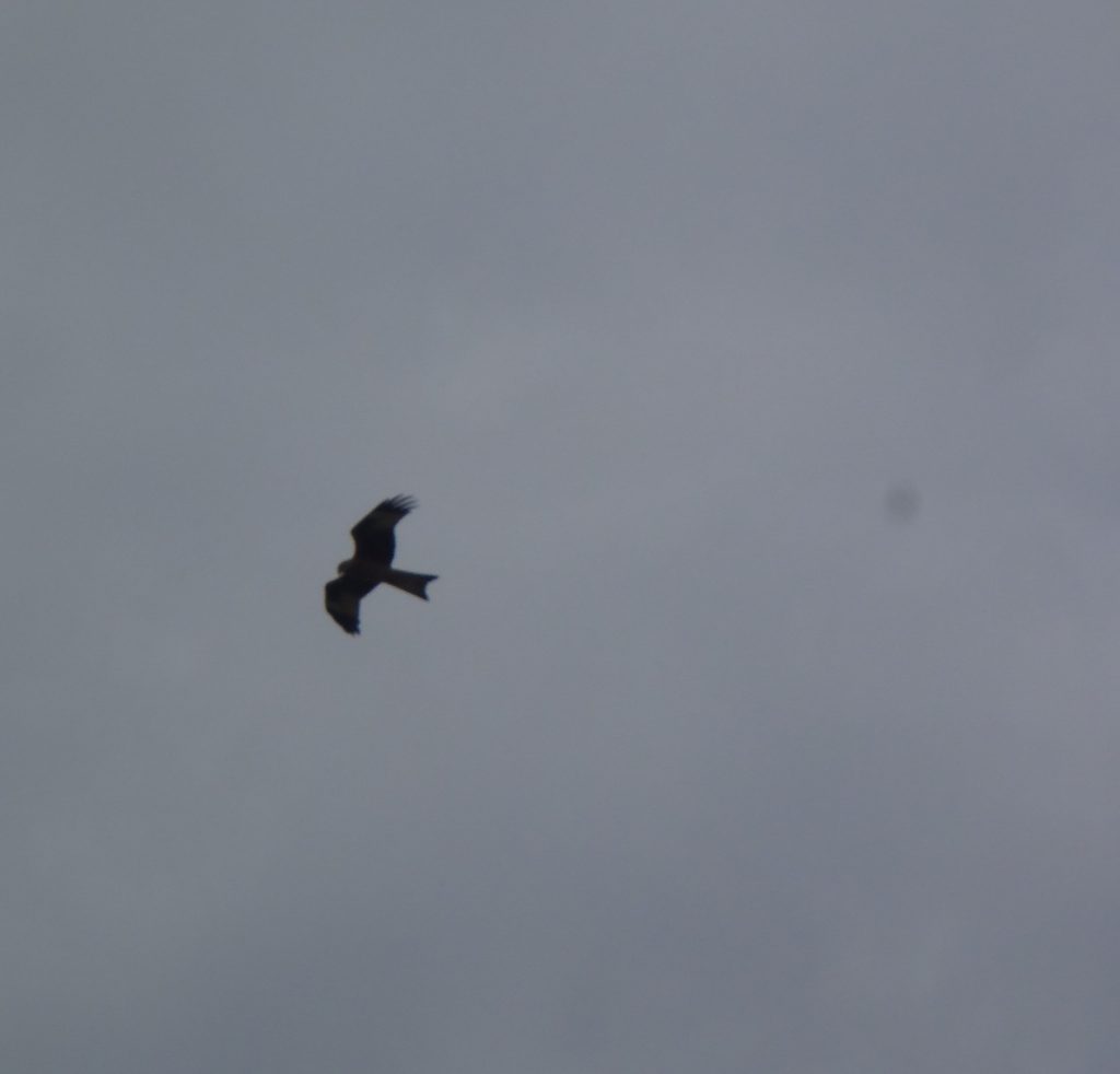 Bird of prey above Avebury