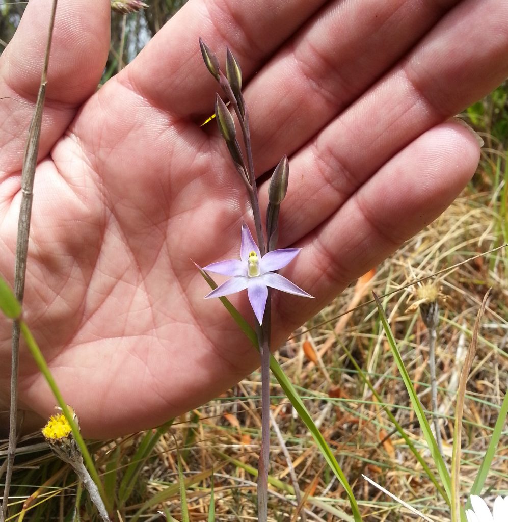 Sun Orchid