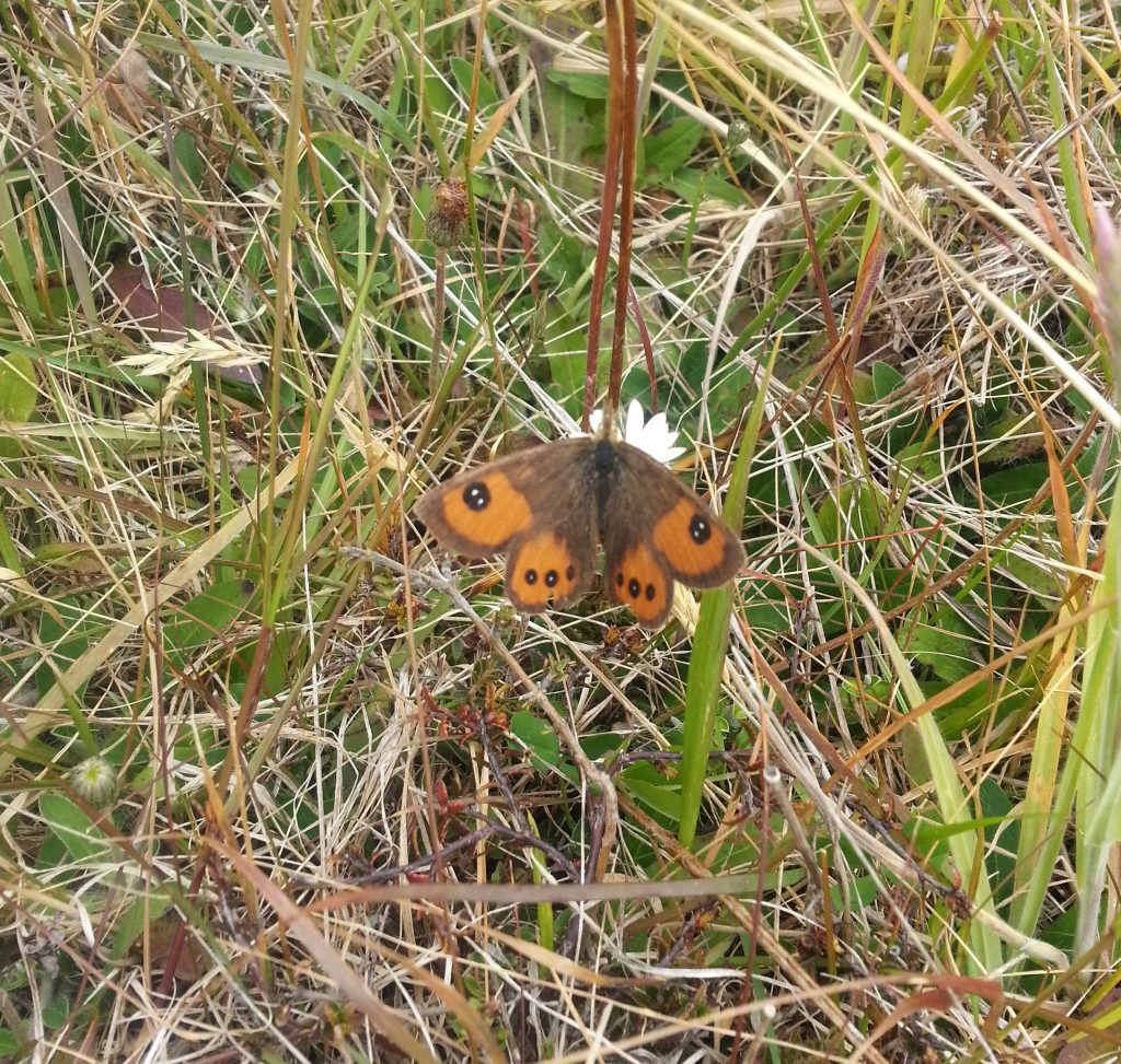 The common tussock butterfly