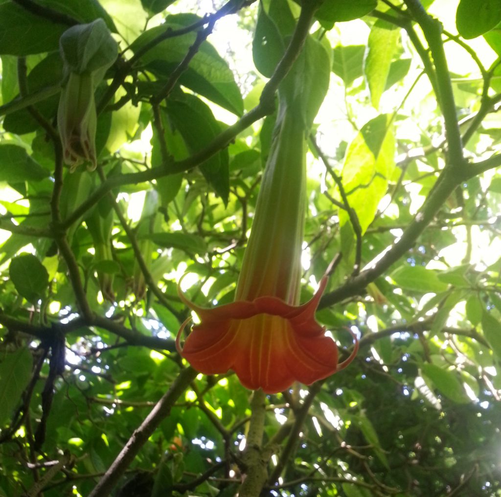 Flower at the Young homestead