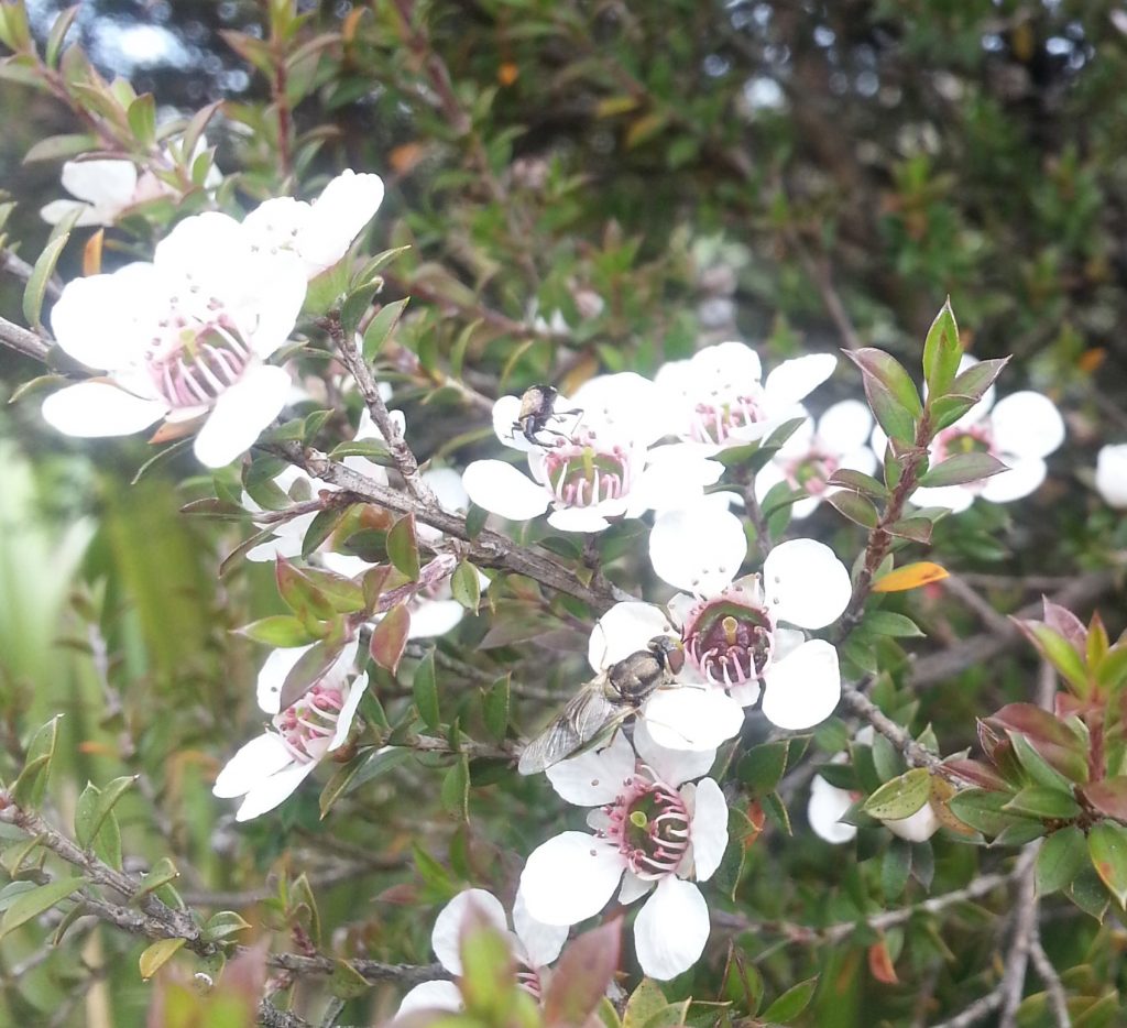 A fly and a weevil appreciate he manuka flowers