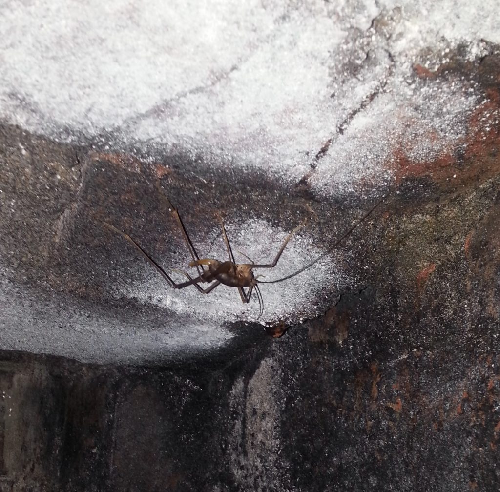 Cave weta