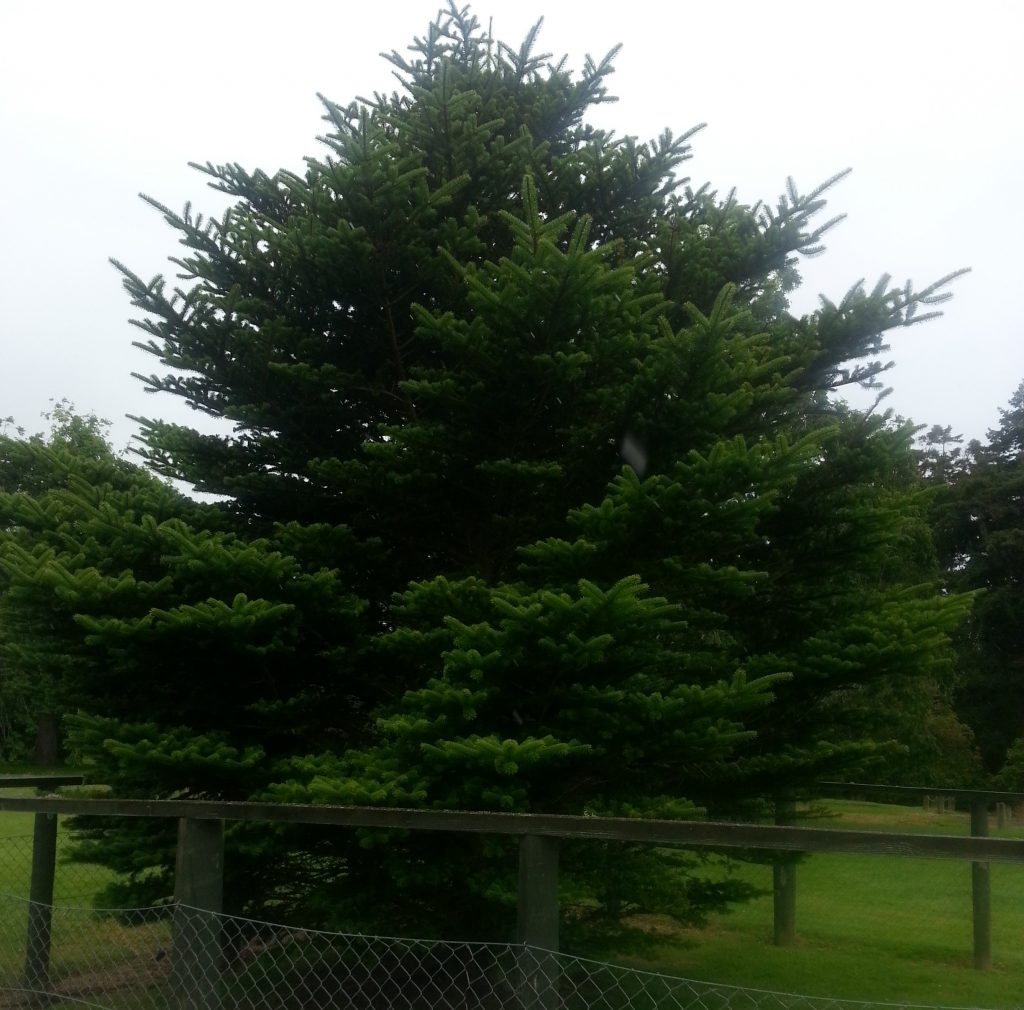 Memorial tree at Truby King Reserve