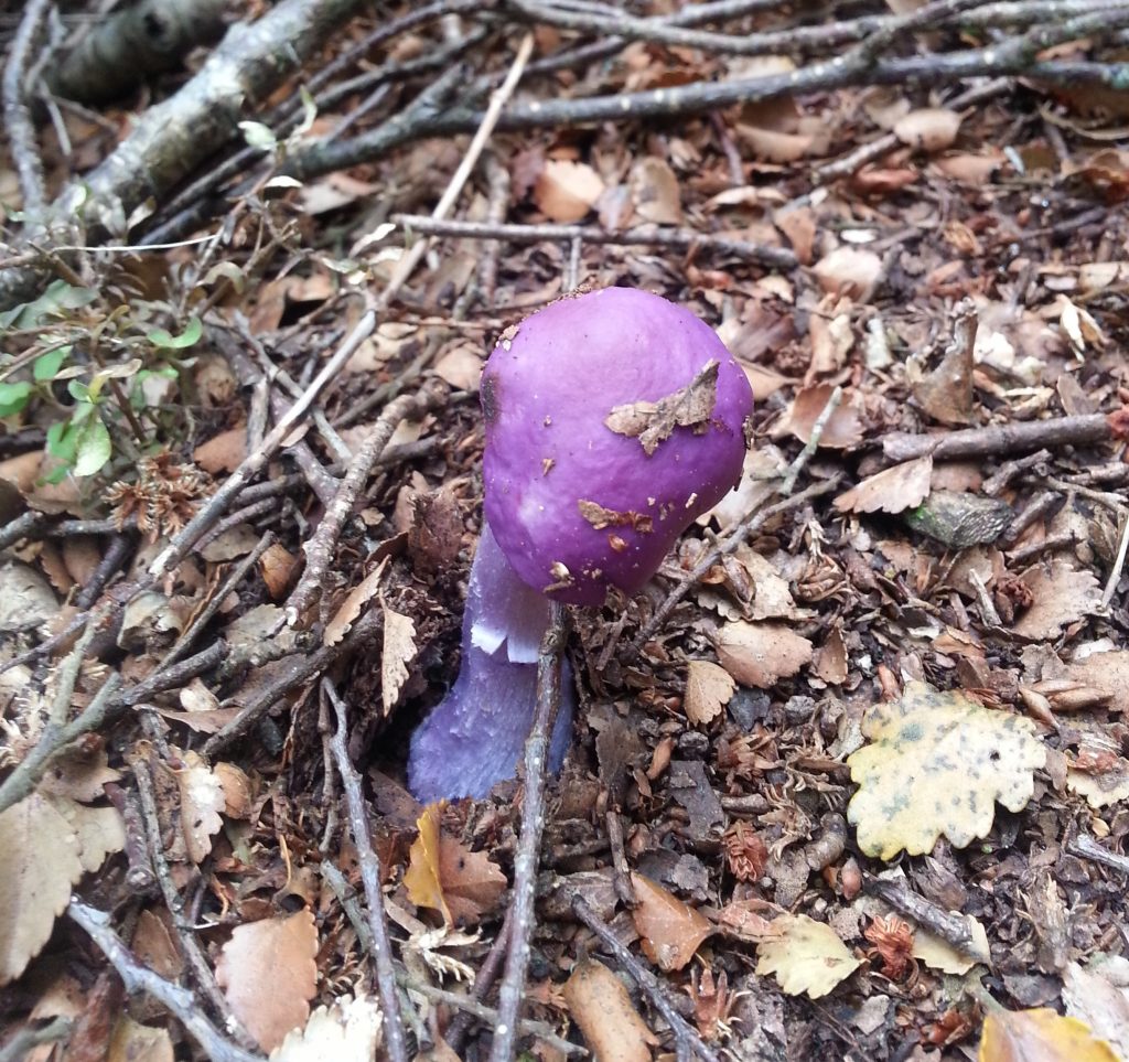 Cortinarius porphyroideus