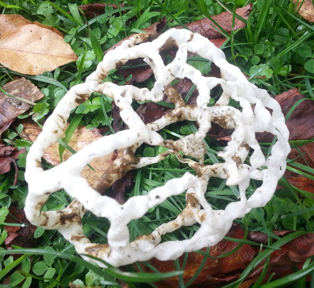 Basket Fungus