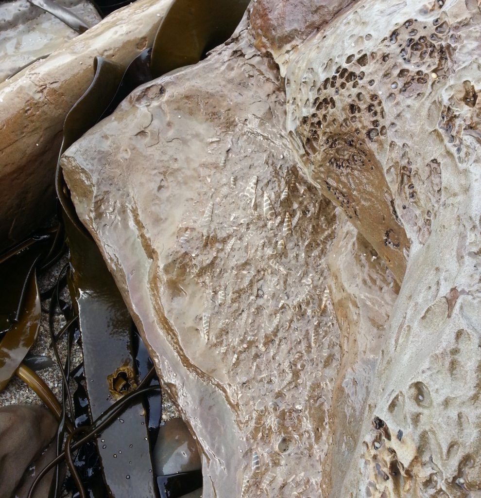 Fossils near Mitchells Rocks