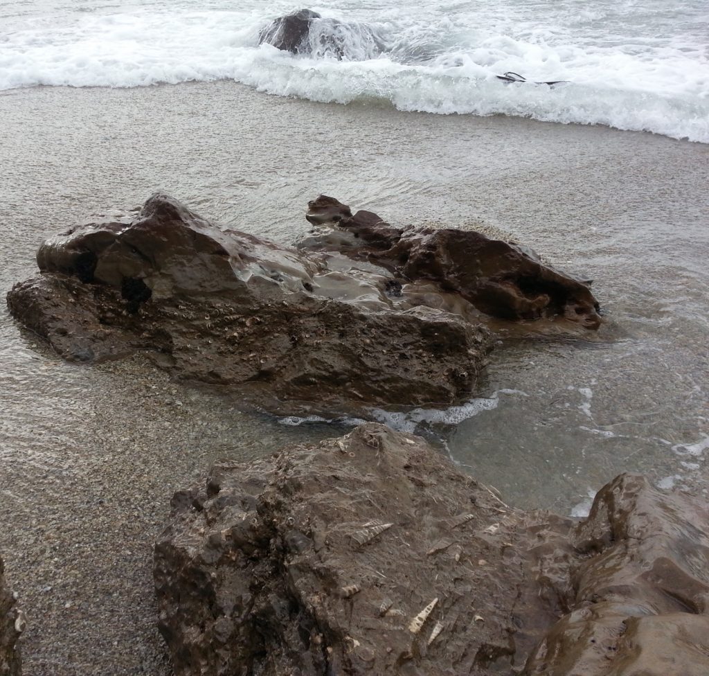 Fossils at Wangaloa