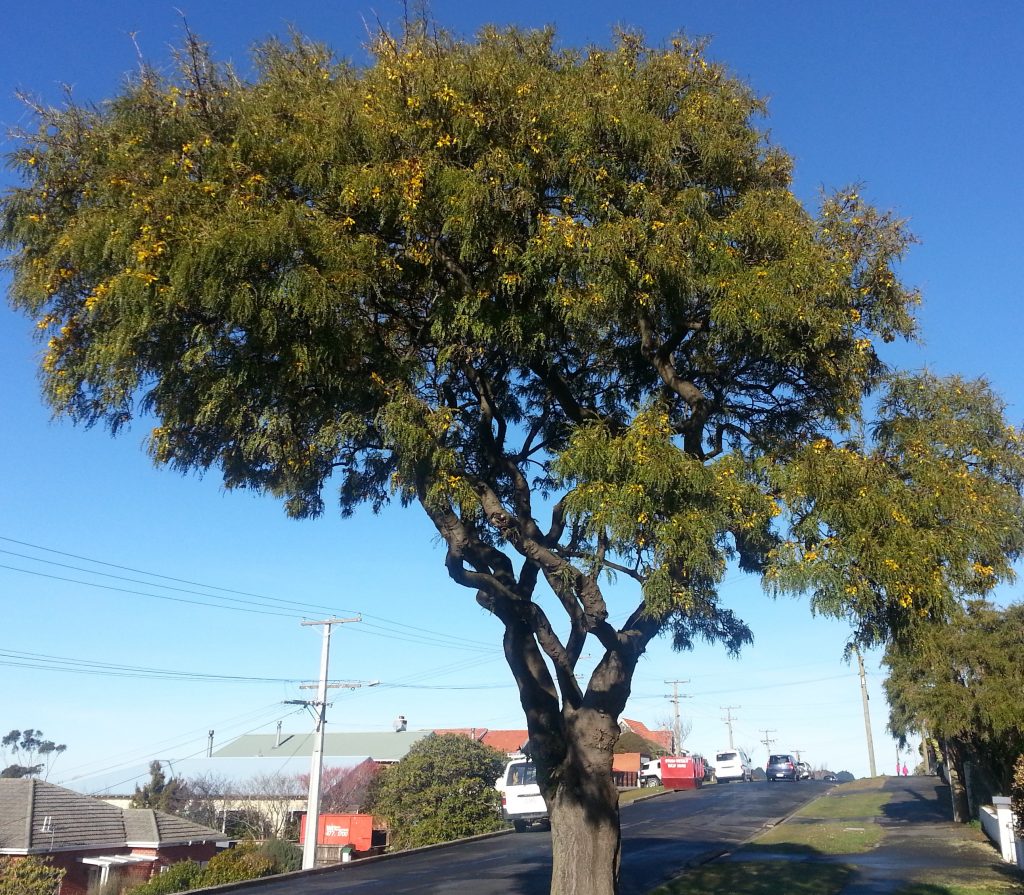 Kowhai tree, Maryhill