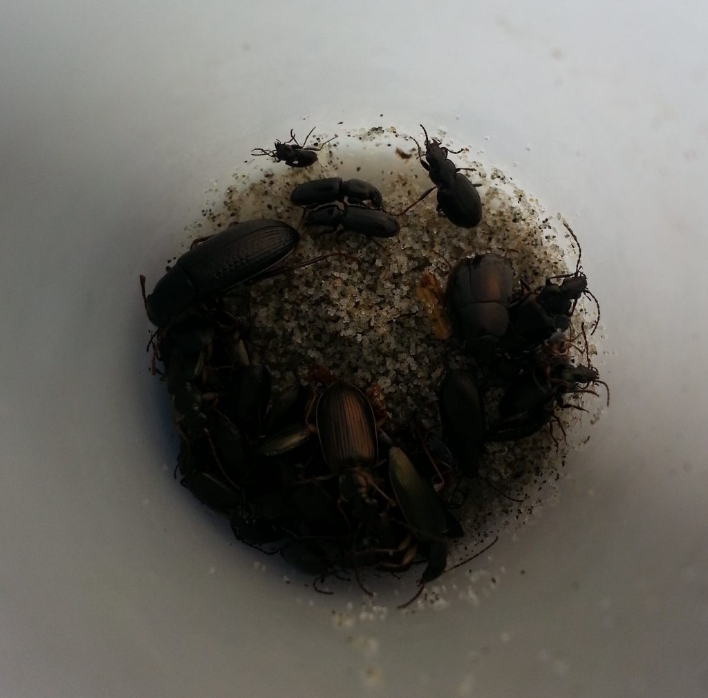 A bevy of beetles