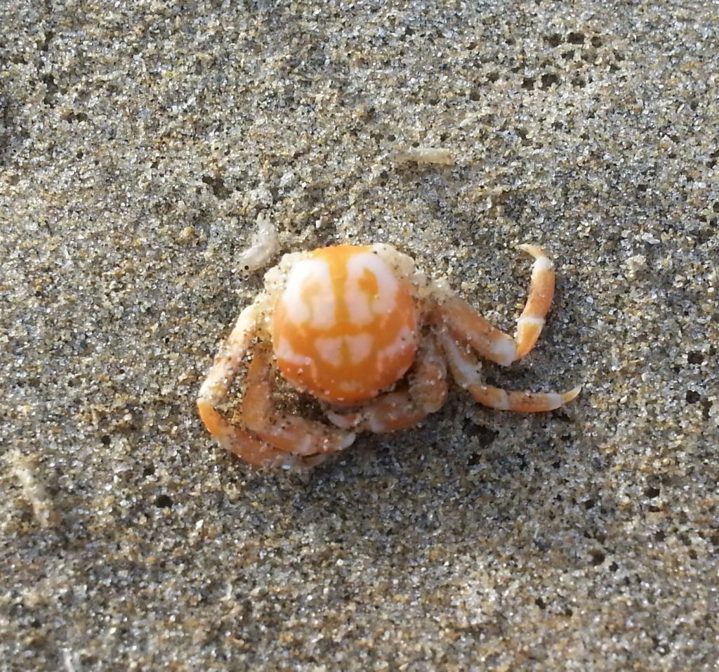 Nepinnotheres crab