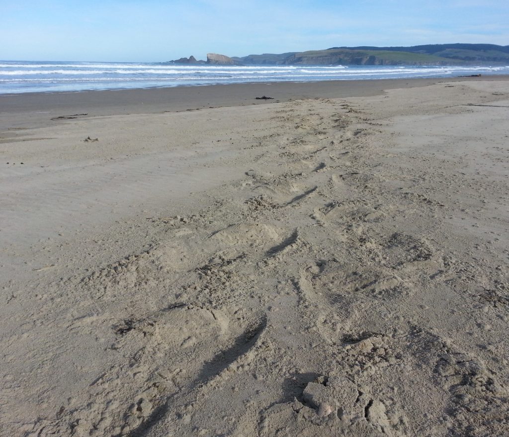 Seal tracks out to sea