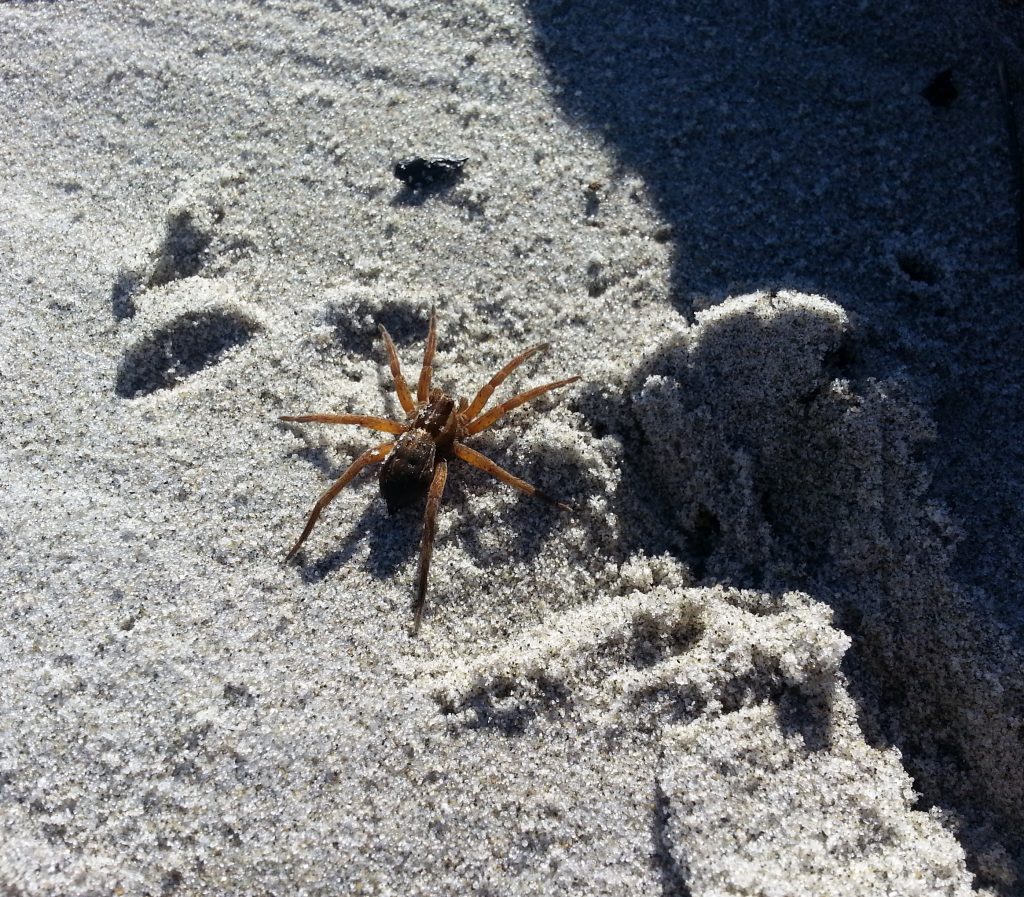 Female Dolomedes