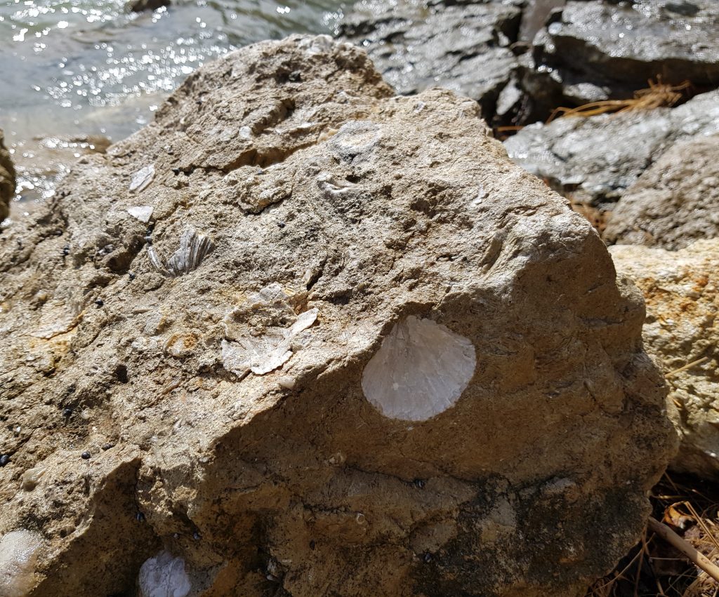 Fossils at Tarakohe