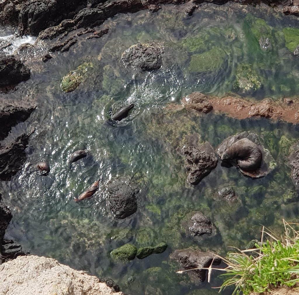 Seals at Heyward Point