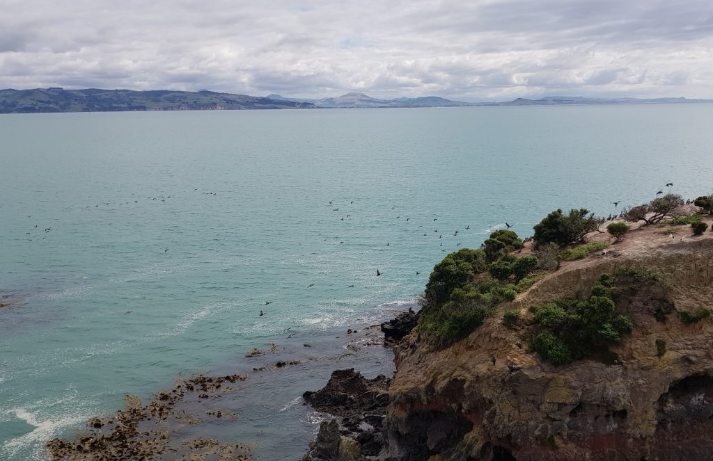 Shags landing off Heyward Point