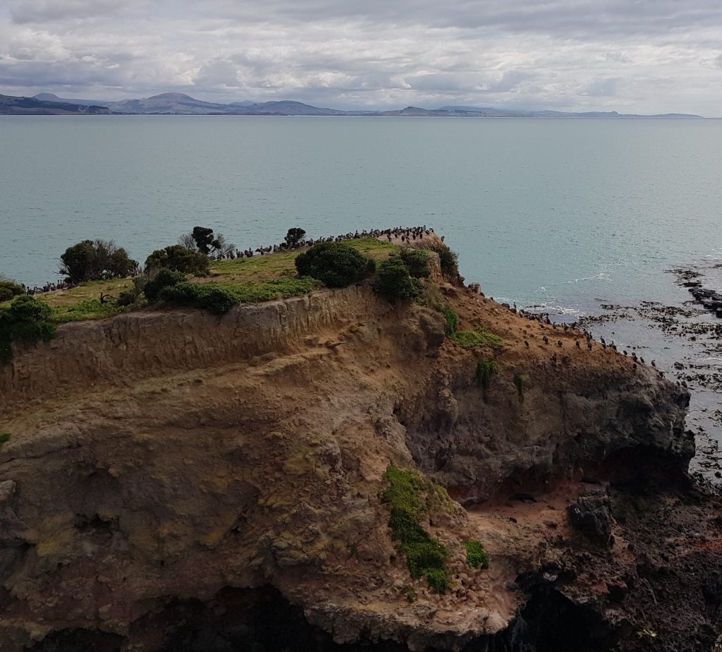 Shag colony off Heyward Point