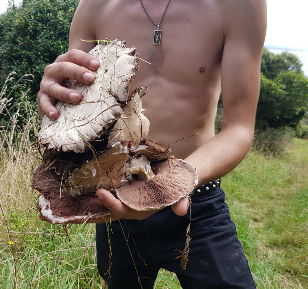 Mushrooms from Heyward Point