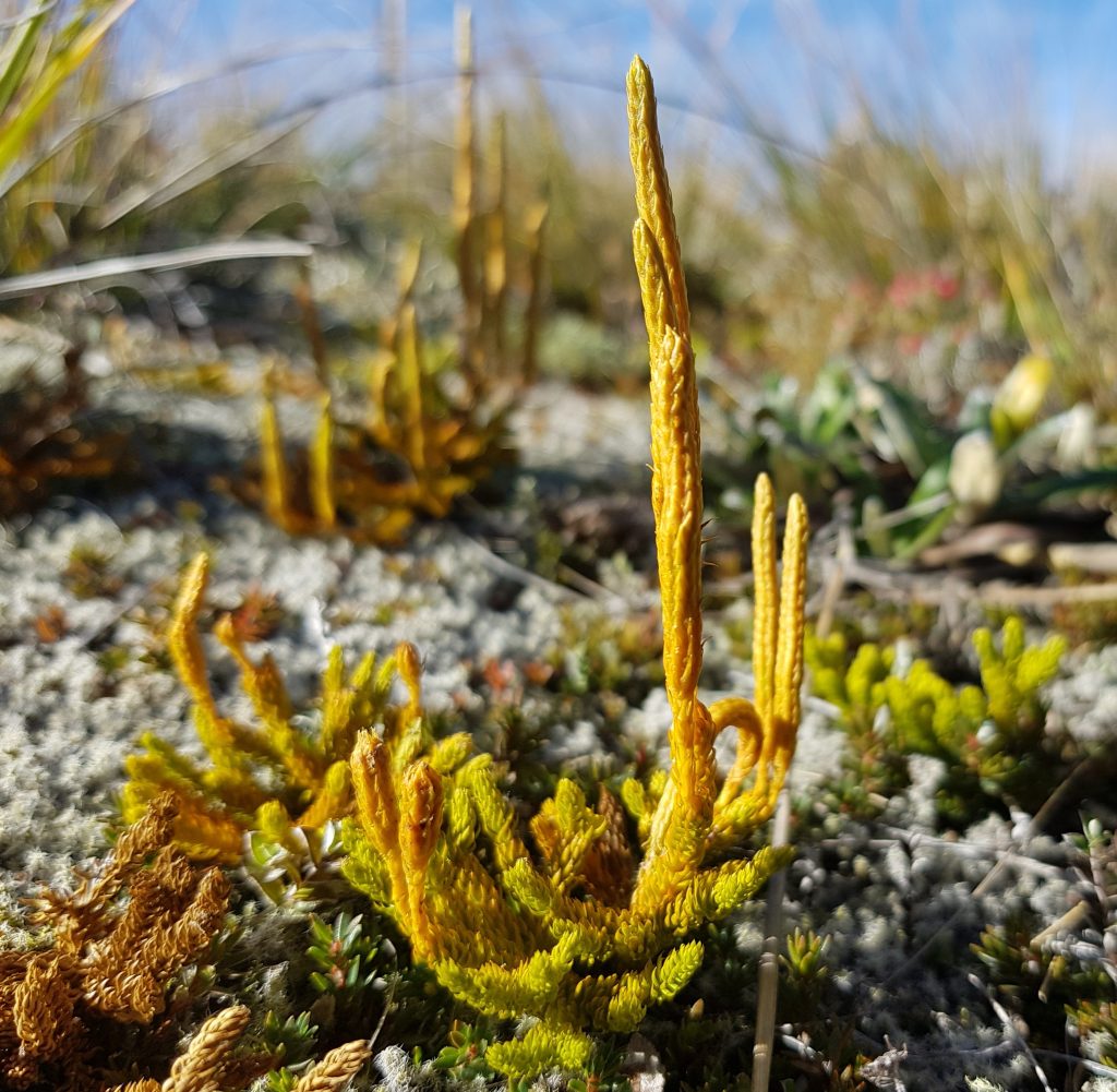 Lycopodium with strobili