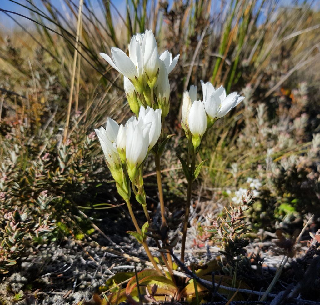 New Zealand gentian