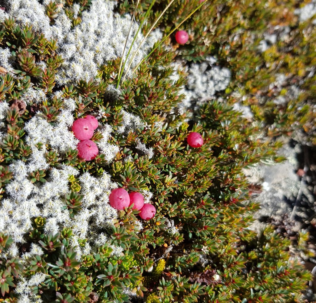 Pentachondra pumila