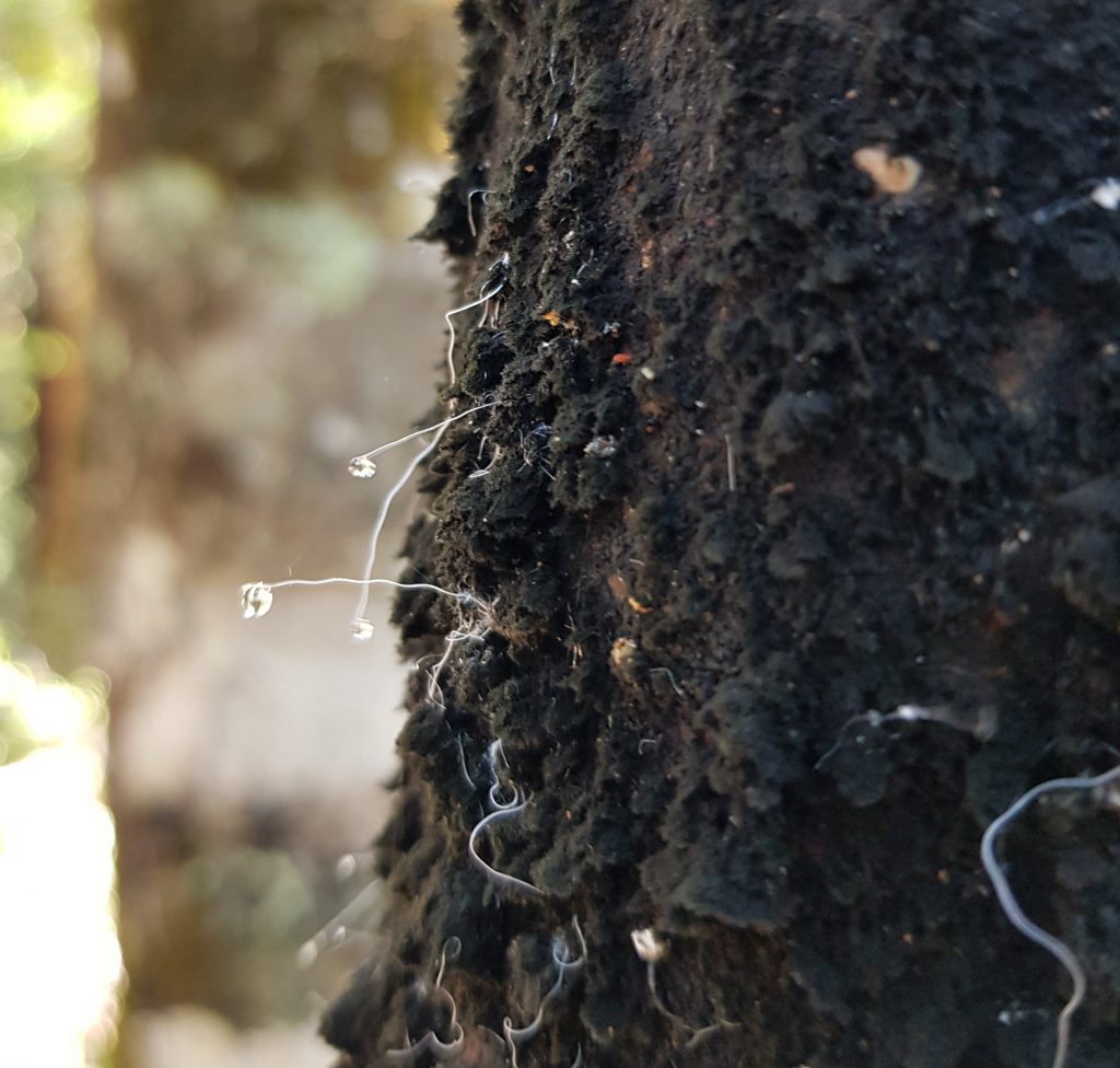 Honeydew scale insect