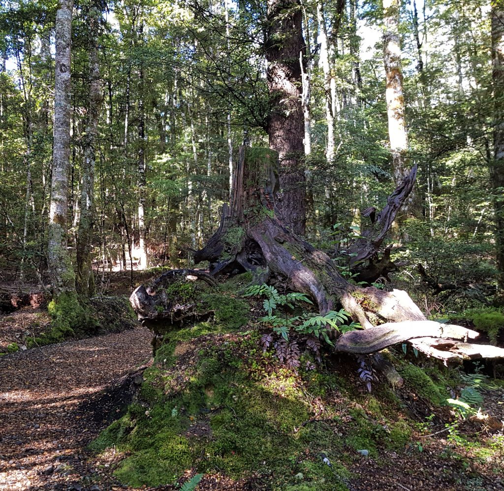 Beech forest near Lake Rotoiti