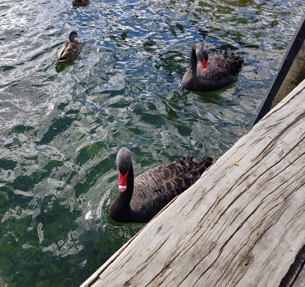 Swans at Lake Rotoiti